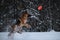 Aussie red tricolor. Sports with dogs. German Shepherd jumps in snow against background of winter forest and tries to catch flying