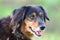 Aussie Setter mix dog, Pet rescue adoption photography