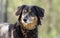 Aussie Setter mix dog, Pet rescue adoption photography