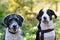 Aussiedoodle and Big Swiss Mountain Dog