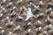 The Austalasian Gannet Flying Above Gannet Colony