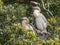 Austalian Darter Chicks Hidden In Foliage