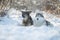 Austarlian sheepdogs sit together in the snow