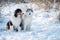 Austarlian sheepdogs sit together in the snow