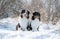 Austarlian sheepdogs sit together in the snow