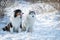 Austarlian sheepdogs sit together in the snow