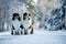 Austarlian sheepdogs sit together in the snow