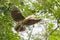 Austen`s brown hornbill in flight carrying berry, Khaoyai National Park, Thailand