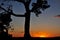 Austin 360 Bridge Tree Top Silhouette Sunset