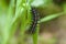 Austin Creek State Recreation Area - Caterpillar Speyeria