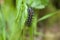 Austin Creek State Recreation Area - Caterpillar Speyeria