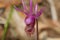 Austin Creek State Recreation Area - Fairy Slippers aka Venus`s Slippers, Calypso Orchid, Sonoma County, Northern California. Spri