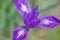 Austin Creek State Recreation Area - Wild mountain iris douglas