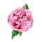 Austin rose pink flower isolated on white background.