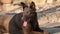 An Austrailian Kelpie resting in the sunshine.