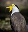 Austrailian Masked lapwing with yellow beak and head facing left