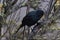 austral black bird hidden on a bush vigilant