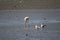 Austral flamingo fishing in the lagoon