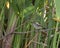 Austral Negrito (Lessonia rufa) female