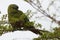 Austral Parakeet (Enicognathus ferrugineus)