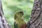 Austral parakeet in Torres del paine national park, Patagonia, C