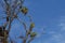 Austral Parakeets in Torres del Paine, Chile