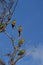 Austral Parakeets in Torres del Paine, Chile