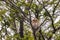 Austral pygmy owl Glaucidium nana