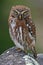Austral pygmy owl, Patagonia, Argentina