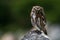 Austral pygmy owl, Patagonia, Argentina