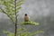 Austral Thrush, Turdus falcklandii, perched on a branch