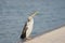 Australasian or Australian Darter or Snakebird on a warf