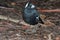 Australasian Corvid - the Magpie