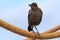 Australasian Corvid - the Magpie