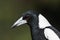 Australasian Corvid - the Magpie