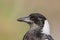 Australasian Corvid - the Magpie