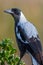 Australasian Corvid - the Magpie