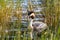 Australasian Crested Grebe in New Zealand