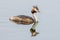 Australasian Crested Grebe in New Zealand