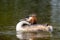 Australasian Crested Grebe in New Zealand