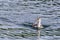 Australasian Crested Grebe in New Zealand