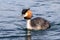 Australasian Crested Grebe in New Zealand
