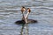 Australasian Crested Grebe in New Zealand