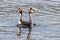 Australasian Crested Grebe in New Zealand