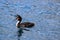 Australasian crested grebe, podiceps cristatus