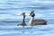 Australasian Crested Grebes