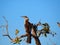 Australasian Darter, Anhinga novaehollandiae