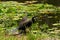 Australasian darter bird anhinga novaehollandiae