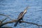 Australasian darter bird by the lake