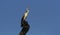 Australasian Darter with blue sky background